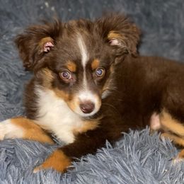 Australian Shepherds and Pembroke Welsh Corgis from Country Loyal K-9’s