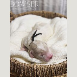 Goldendoodle Puppies from MAGNOLIA FARM DOODLES