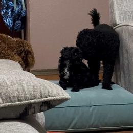 Cavapoo, Cockapoo, Goldendoodle, and Maltipoo Puppies from Perdue Puppies