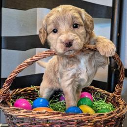 Yahtzee - Parchment female Labradoodle puppy in Sussex, Wisconsin from Dancing Doodles