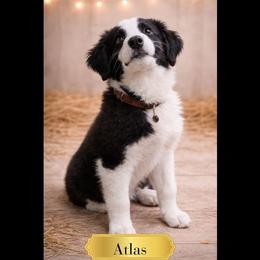 Atlas - Black & white male Australian Shepherd puppy in Citra, Florida from AEW Farm