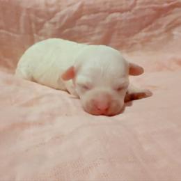 Lucy - White female Poodle puppy in Willacoochee, Georgia from Kitandkboodle's Doodles