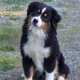 Miniature American Shepherds from Linda Malaussena