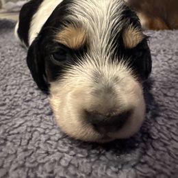 Dachshund Puppies from Creme de la Creme dachshunds