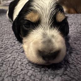 Dachshund Puppies from Creme de la Creme dachshunds