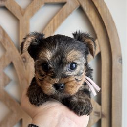 Mocha - Black and tan female Yorkshire Terrier puppy in Columbus, Ohio from Elaine’s Yorkies