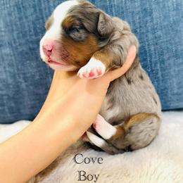 Cove - Blue merle male Bernedoodle puppy in Waco, Texas from Blessings Pups Doodles