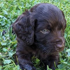 Boy 4 - Boykin Spaniel puppy in Madison, Wisconsin from Pyro Pups Kennel