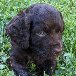 Boy 4 - Boykin Spaniel puppy in Madison, Wisconsin from Pyro Pups Kennel