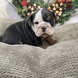 Jovi - Blue tri-color male Bulldog puppy in Marysville, Washington from English Bulldogs WA
