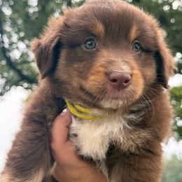 Durango - Red tri male Miniature Australian Shepherd puppy in New London, Minnesota from Broken T Australian Shepherds