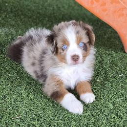 Boy 5 - Red merle male Miniature Australian Shepherd puppy in Ola, Arkansas from Peaceful Acres