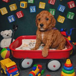 Cleopatra - Red  female Goldendoodle puppy in Boise, Idaho from Goldendoodle Baby
