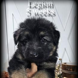 Legion - Black and red male German Shepherd puppy in Sequim, Washington from German Shepherd Haus