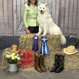 Astrid - Samoyed
