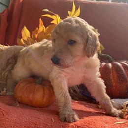 Poodle Puppies from Kurtz Poodles