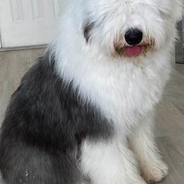 Old English Sheepdog All Grown Up from Ellen Kane's Old English Sheepdogs