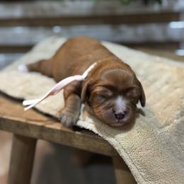River - Ruby female Cavalier King Charles Spaniel puppy in El Campo, Texas from Longhorn Cavaliers