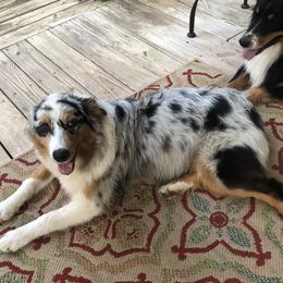 Australian Shepherds from Howell Aussies