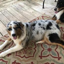 Australian Shepherds from Howell Aussies