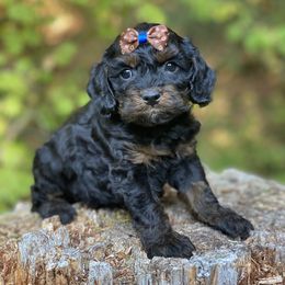 Cavapoo and Cockapoo Puppies from Heavenly puppies to love