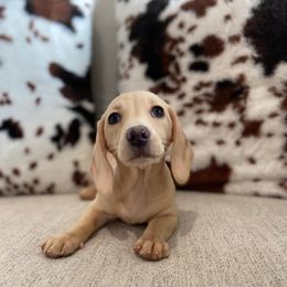 Whip - Dachshund