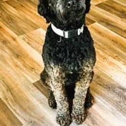 Carl - Australian Labradoodle