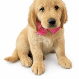 Lotus - Golden female Golden Retriever puppy in Chicago, Illinois from Urbane Retrievers