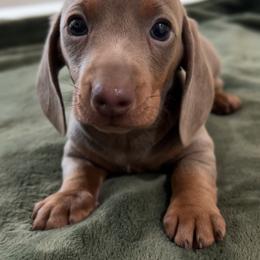 Potato - Fawn (Isabella) male Dachshund puppy in Clovis, California from Lil Sausage Co
