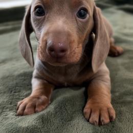 Potato - Fawn (Isabella) male Dachshund puppy in Clovis, California from Lil Sausage Co