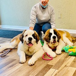 Saint Bernard Puppies from St Bernard Kingdom, LLC