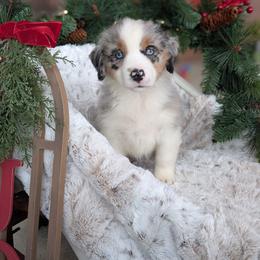 Female 2 - Blue merle female Miniature American Shepherd puppy in Fort Dodge, Iowa from Come By MAS