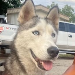 Pomskies and Siberian Huskies from Miranda's Huskies