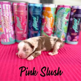 Pink Slush - Red merle female Australian Shepherd puppy in Jena, Louisiana from Diamond 5 Aussies
