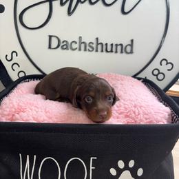 Ariel 6 - Chocolate and tan female Dachshund puppy in Scottdale, Pennsylvania from Our Sweet Dachshund Farm