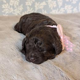 Cici - Brown female Shihpoo puppy in Rockledge, Florida from Bellady's Shihpoos