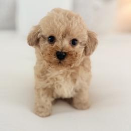 Tucker - Apricot male Maltipoo puppy in Wilson, North Carolina from Cedar Creek Doodles