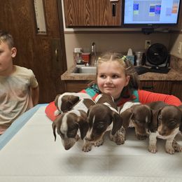 Dachshund Puppies from Bluegum Dachshunds