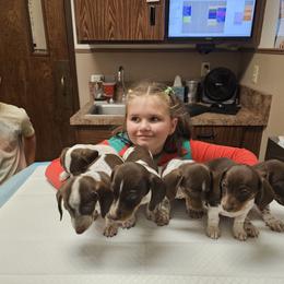 Dachshund Puppies from Bluegum Dachshunds