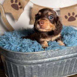 Landon - Chocolate and cream male Dachshund puppy in New Albany, Mississippi from Double A. Doxies
