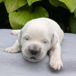 Milo - Light golden male Golden Retriever puppy in Walnut Grove, Missouri from Forever Your Puppies