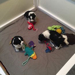 English Springer Spaniel Puppies from Polesitter English Springer Spaniels
