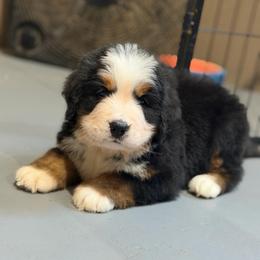 Gemma - Black rust and white female Bernese Mountain Dog puppy in Broxton, Georgia from Faith’s Bernese