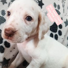 Mrs. Sandy Claws (Light Pink Collar) LUA - White and orange female Dalmatian puppy in Raymondville, Missouri from Wagner's Dalmatian's