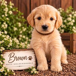 Goldendoodle Puppies from Aaryn Allman