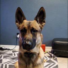Thor - Belgian Malinois