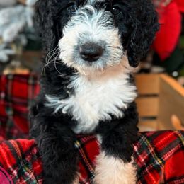 Double Doodles and Goldendoodles from Coral Gables Doodles