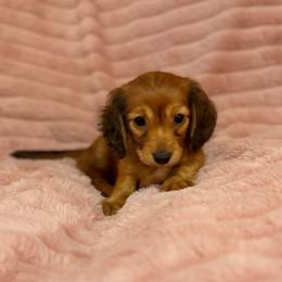 Red girl - Red female Dachshund puppy in Early, Texas from The Jewelry Dox