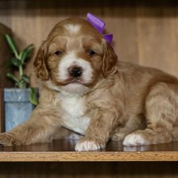 Purple - Red female Australian Labradoodle puppy in Milton, North Carolina from Good Day Doodles
