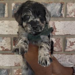 Kiwi - Merle male Goldendoodle puppy in Richmond, Texas from Harper’s Heartbeats